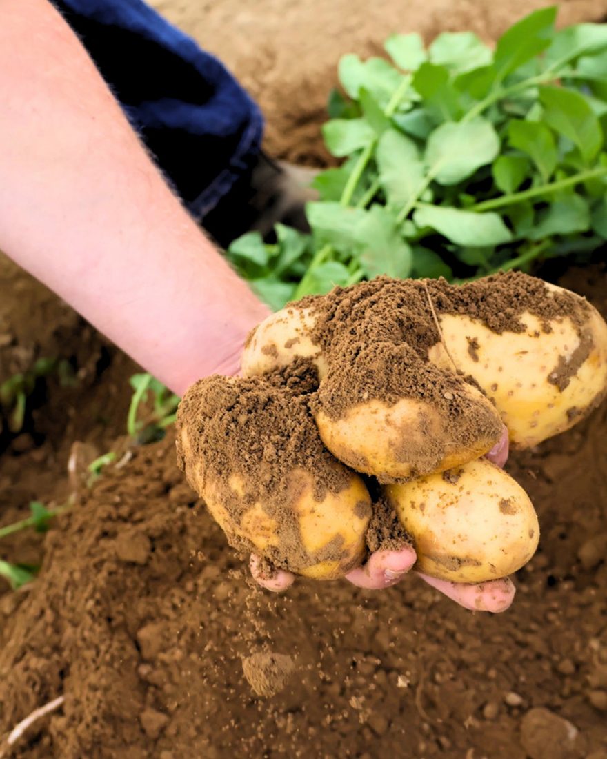 Des pommes de terre sorties de la terre à la main