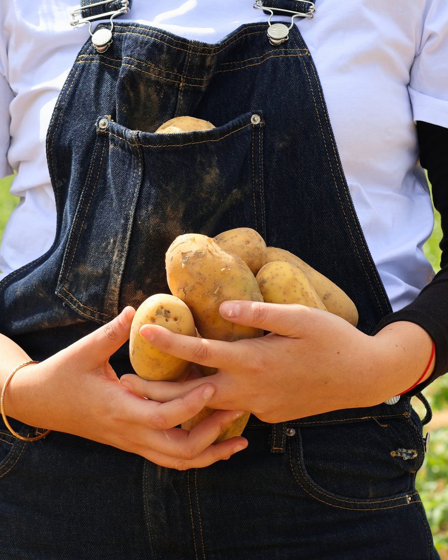 Des pommes de terre fraîchement récoltées, tenues dans les bras